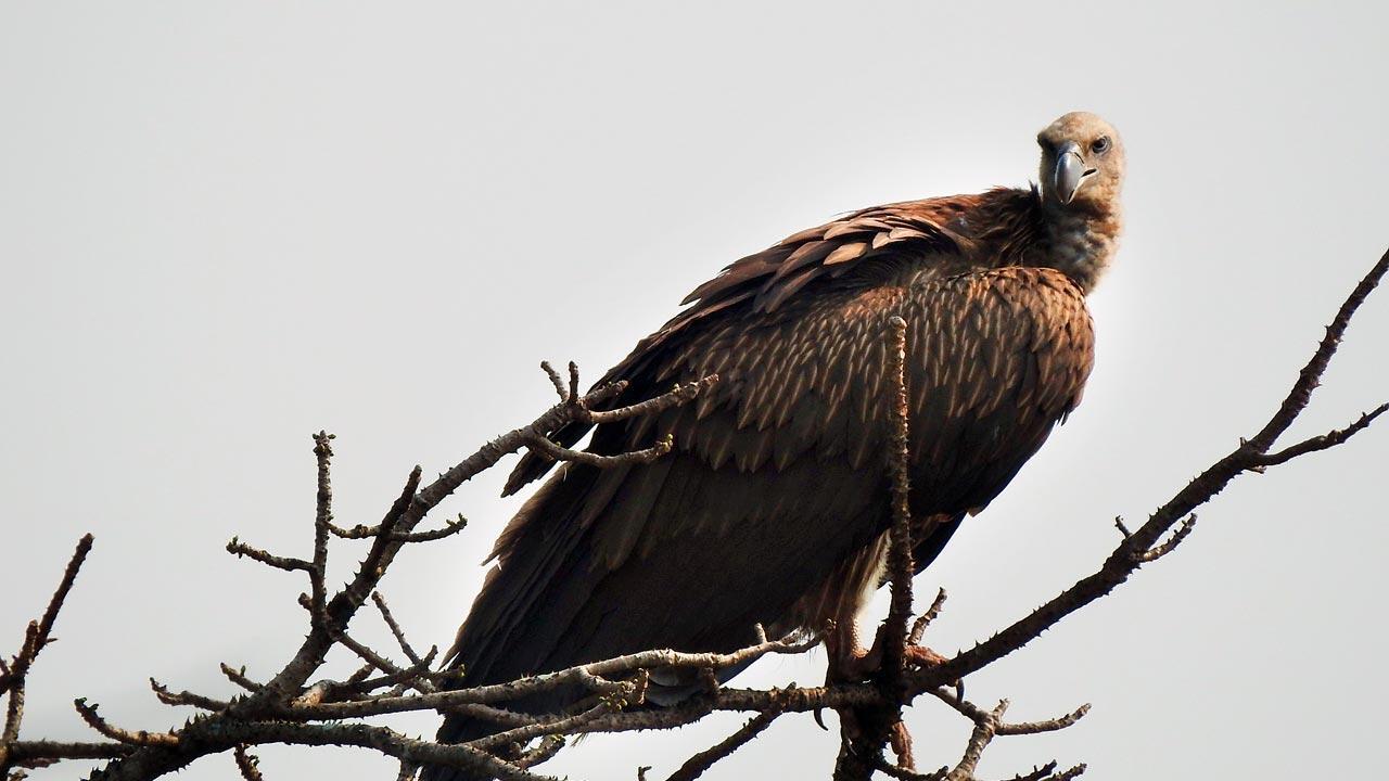 Enjoy bird watching in Mumbai with these apps
