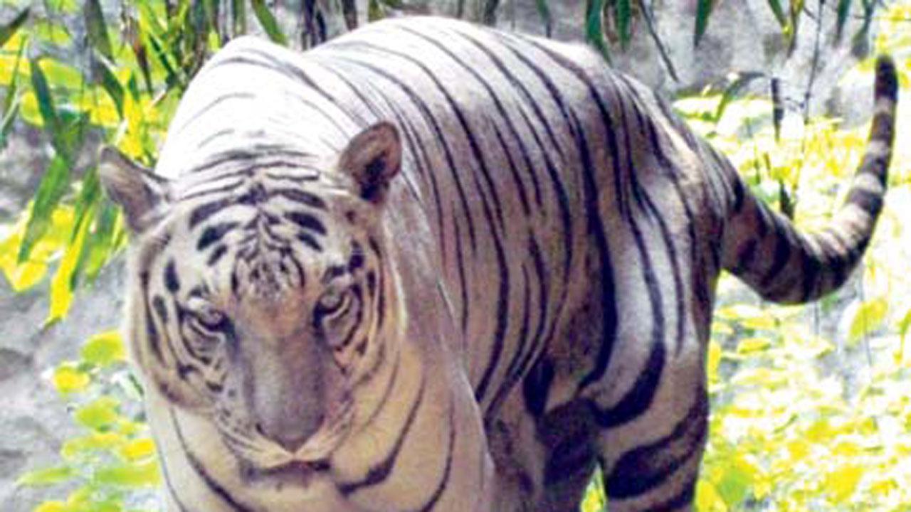 Maharashtra: 2 white tiger cubs born in Aurangabad zoo