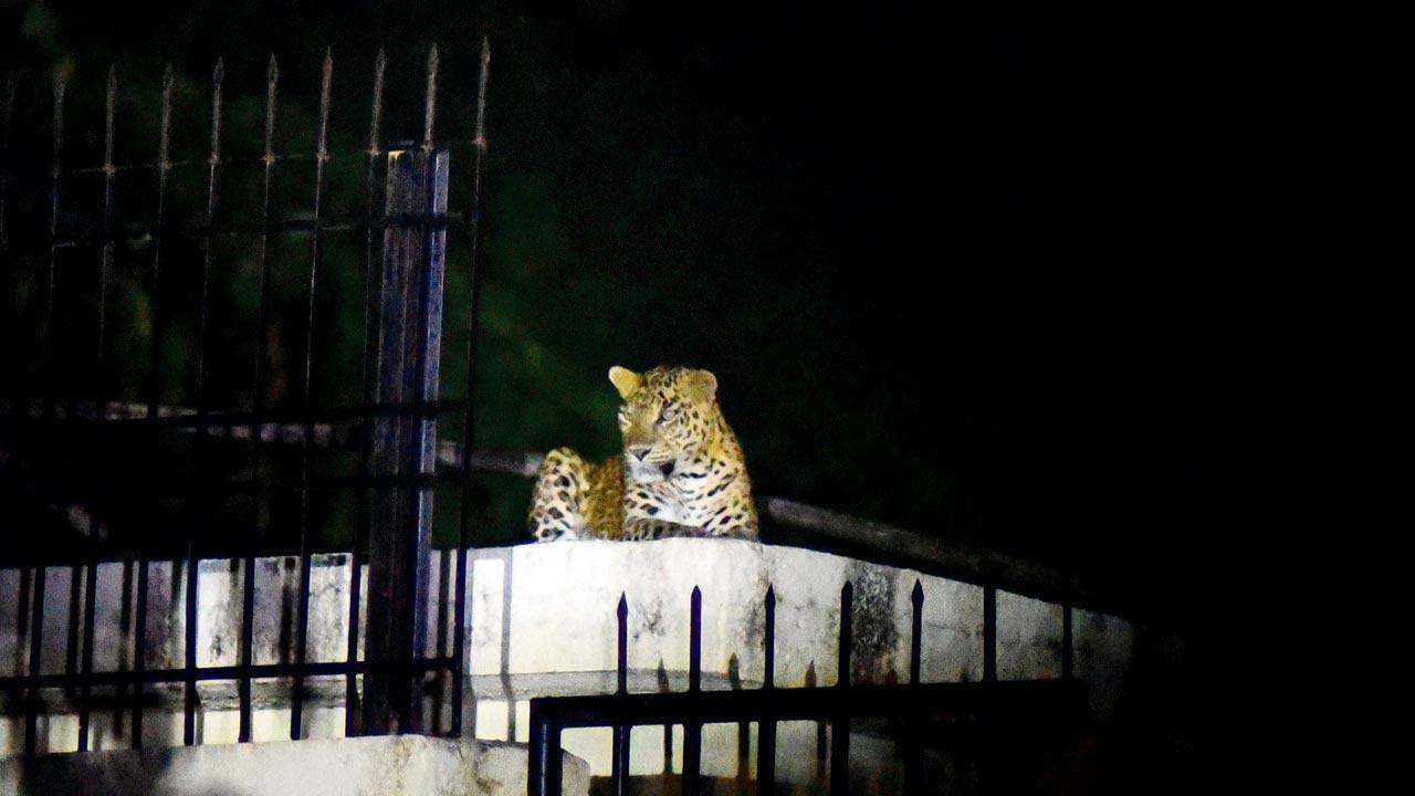 'Conserve forests around SGNP to protect leopards', says Green Oscar awardee