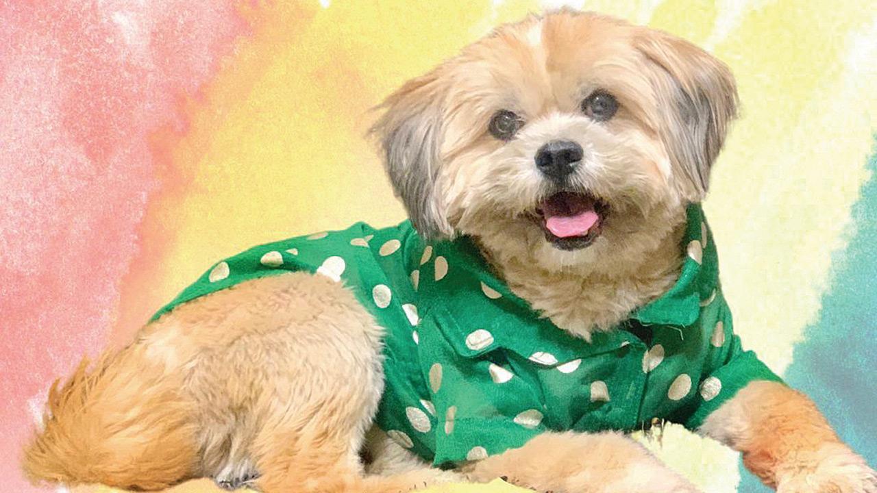 Team Guide Recommends: For furry fashionistas