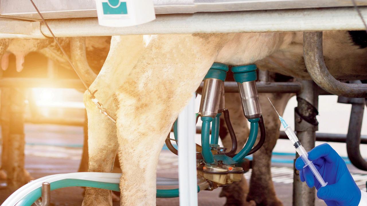 Now, an affordable sensor to check for antibiotics presence in milk, water