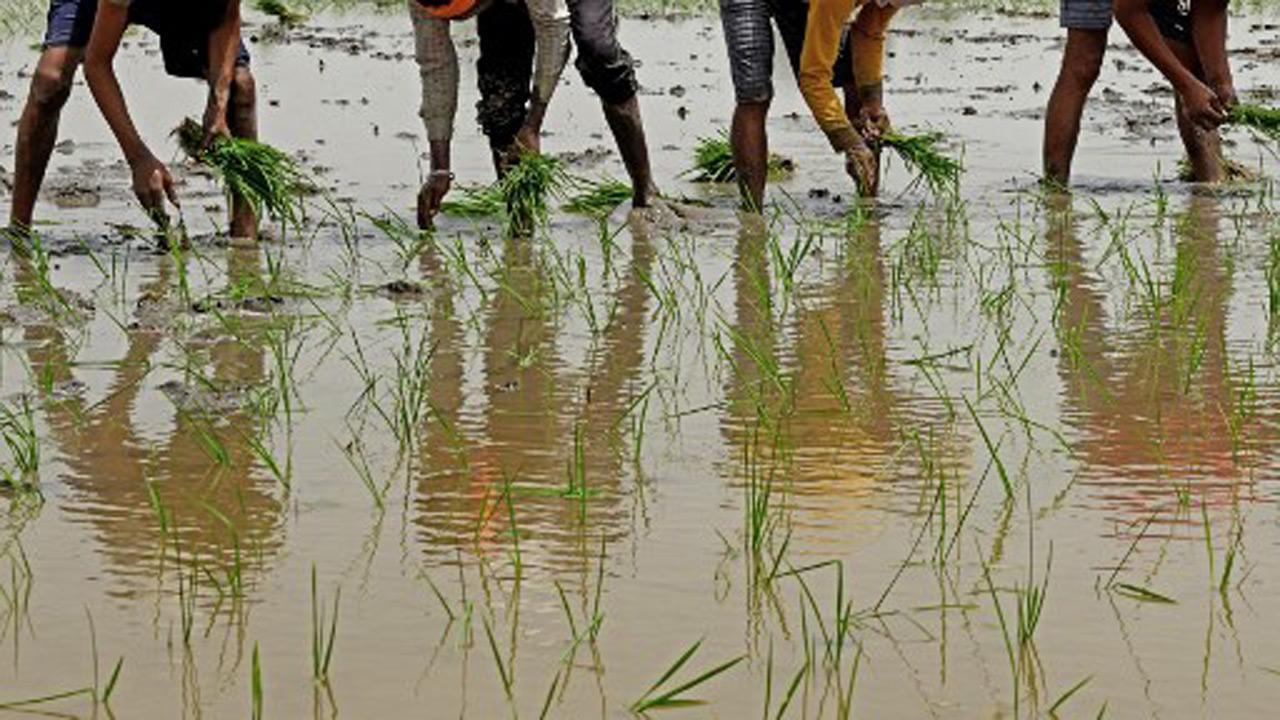 Joint Committee to probe irregularities in paddy procurement in Maharashtra