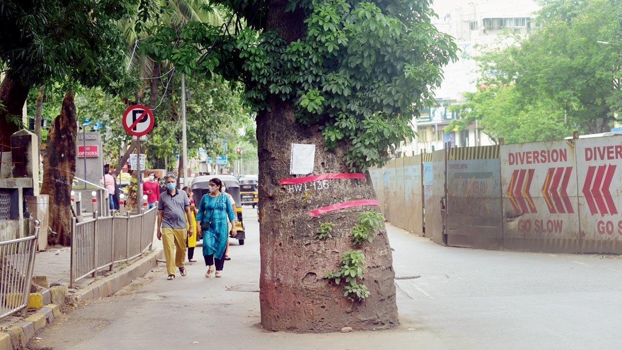 Power of One: No cutting of African Baobab tree, says Aaditya Thackeray