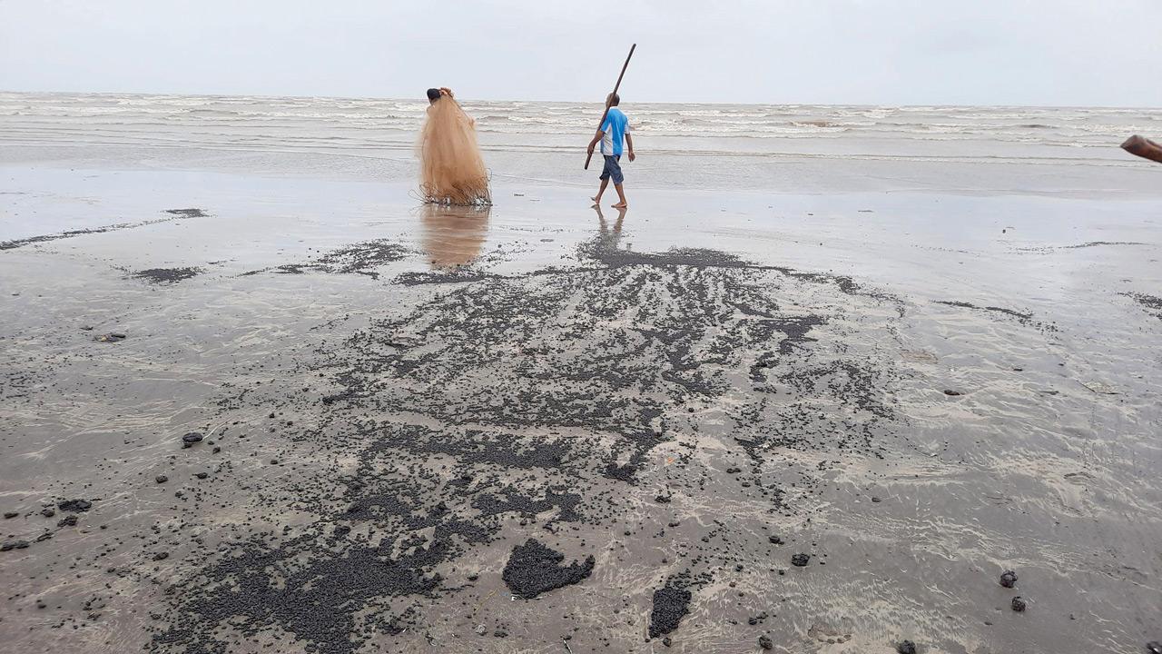 Maharashtra: Tarballs threaten Palghar beach, environmentalists raise alarm
