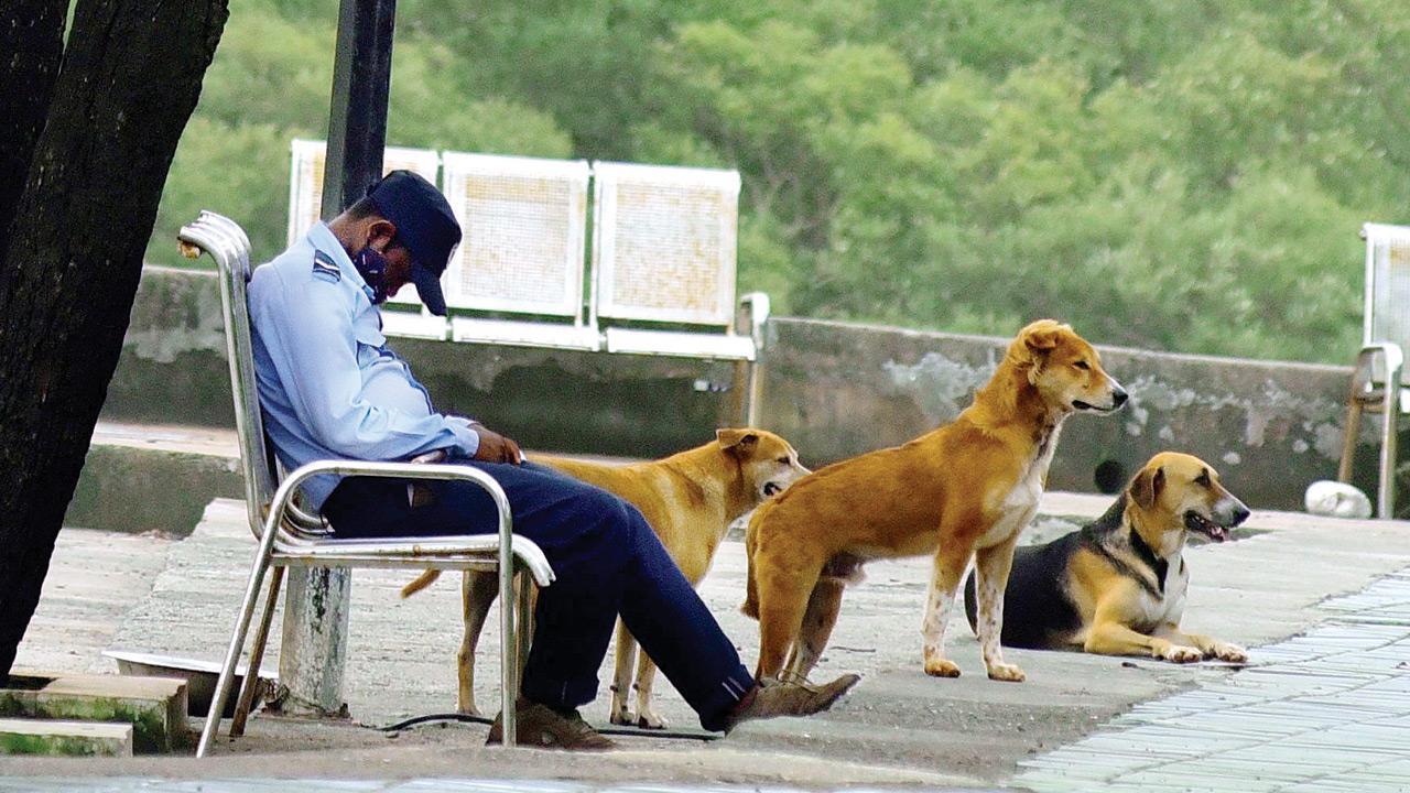 Mumbai Diary: Sunday Dossier Mumbai Diary: Sunday Dossier