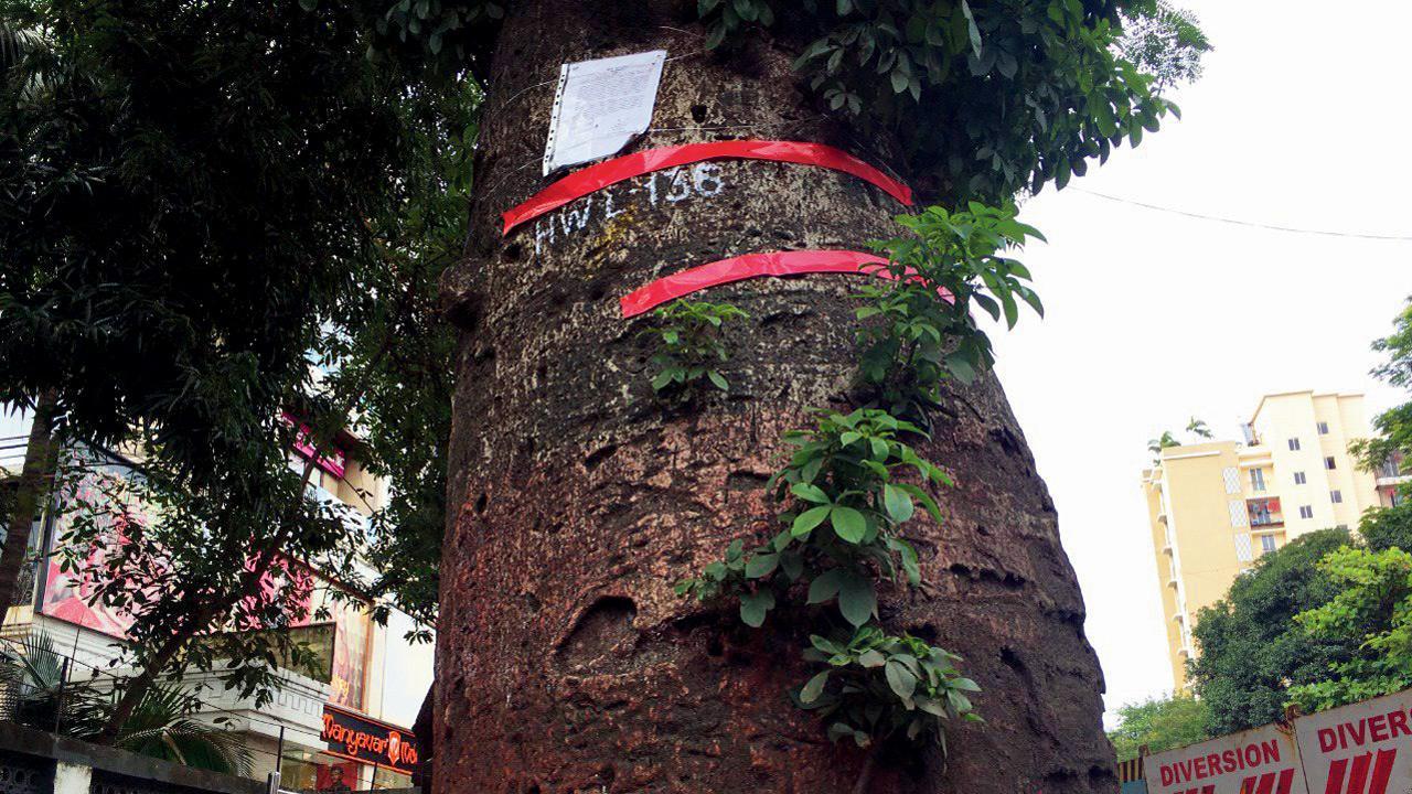Centuries-old tree to make way for Mumbai’s upgrade