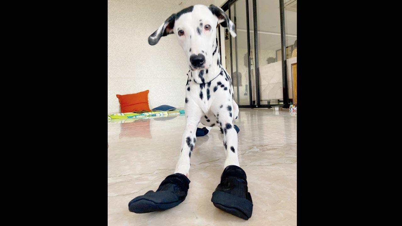 Your furry friend’s solemate