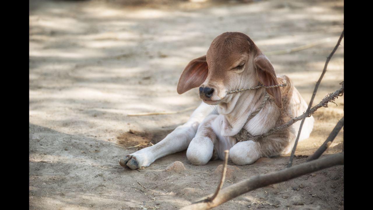 Maharashtra: Calf stuck in drain rescued after four days