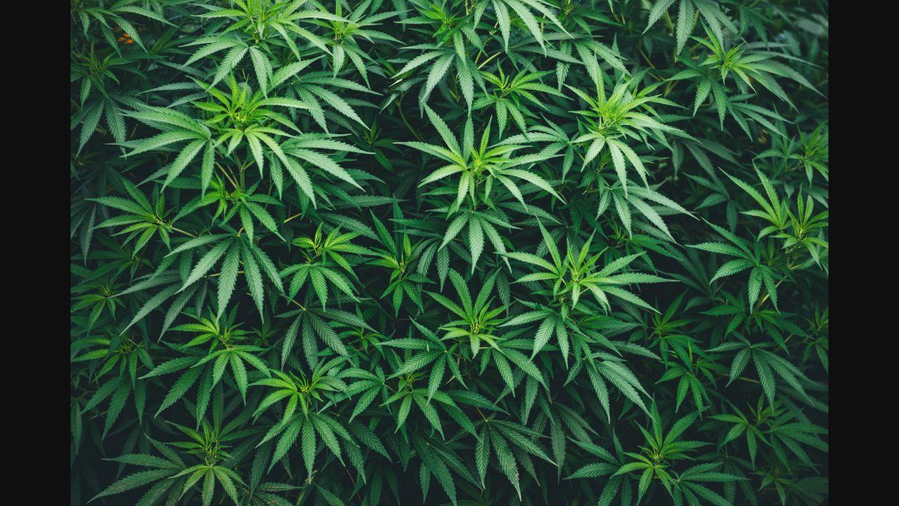 Maharashtra: Solapur farmer seeks permission to cultivate cannabis