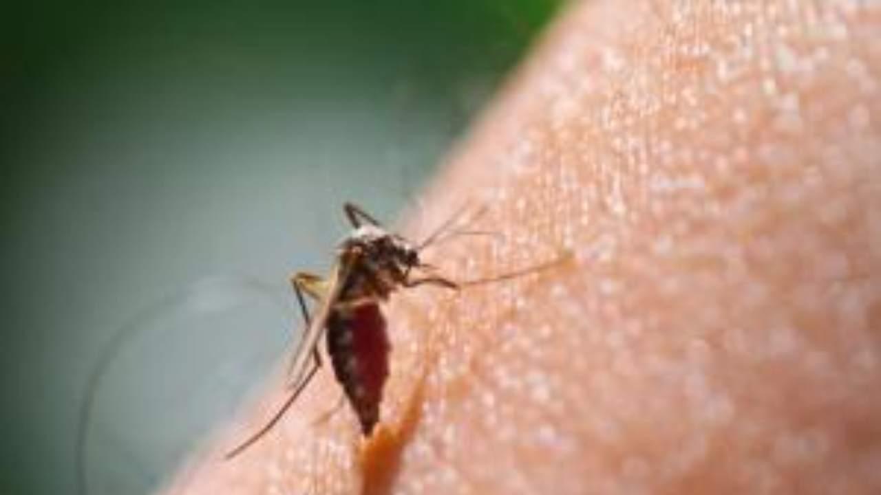 Maharashtra: Bhandara man succumbs to dengue