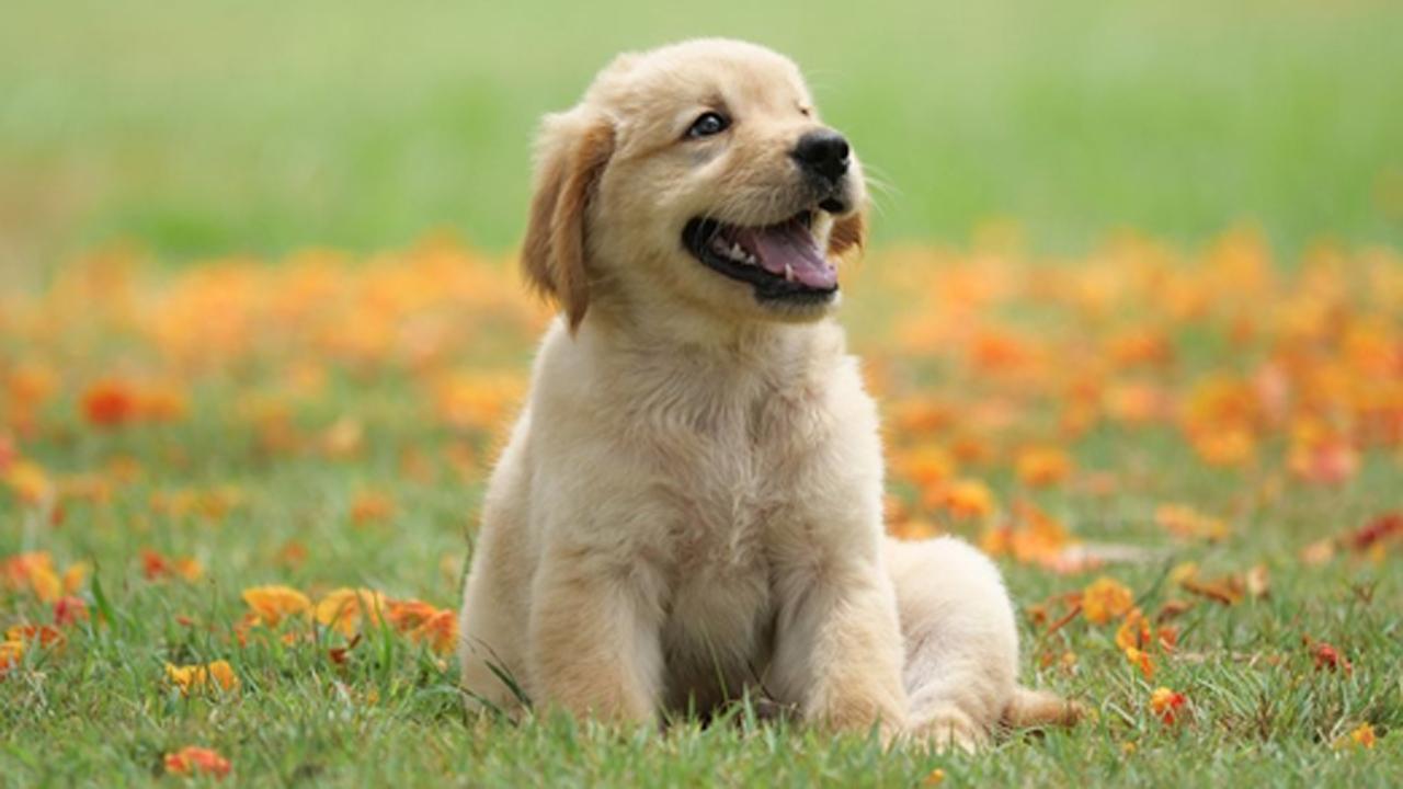 International Dog Day: Five novels dog lovers must read to be moved