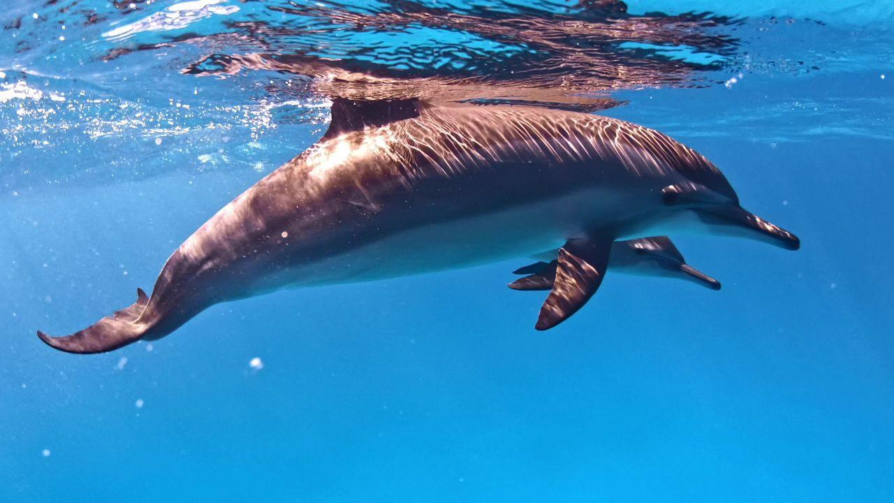 Mumbai: Dead dolphin washes ashore Juhu beach