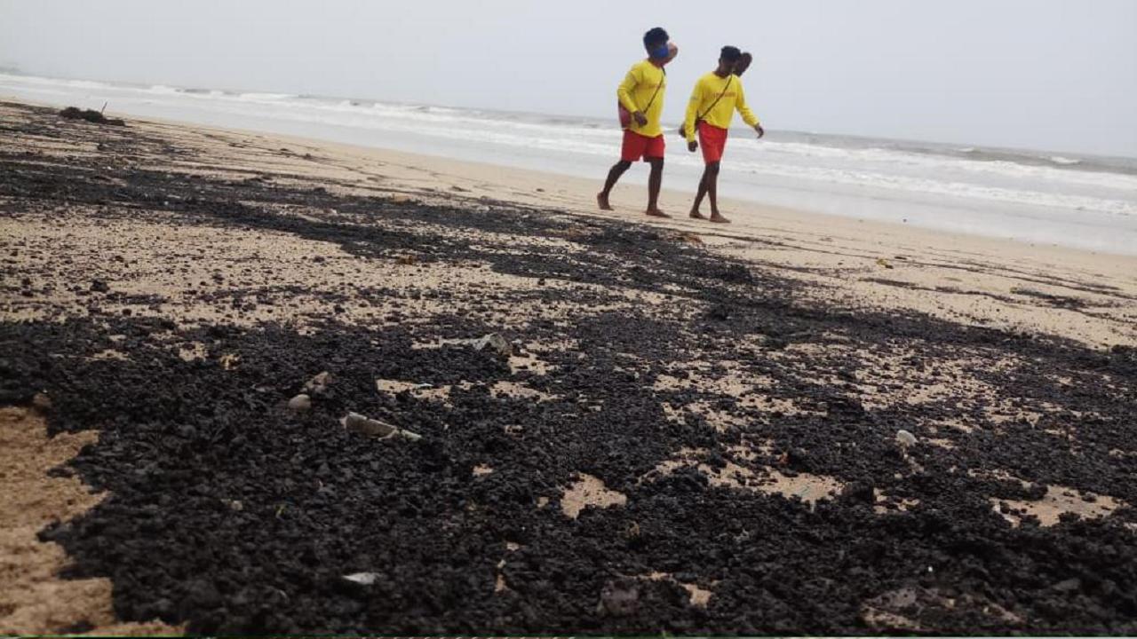Mumbai: Sand at Juhu Beach turns black following oil spill