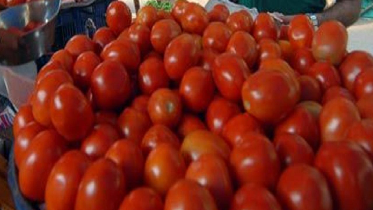 Farmers dump tonnes of tomatoes during protest at Nagpur-Mumbai highway