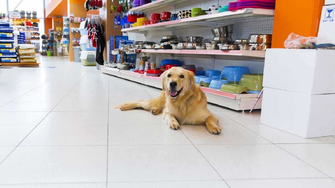 Bombay HC asks Maha govt to provide details of pet shops operating with permits