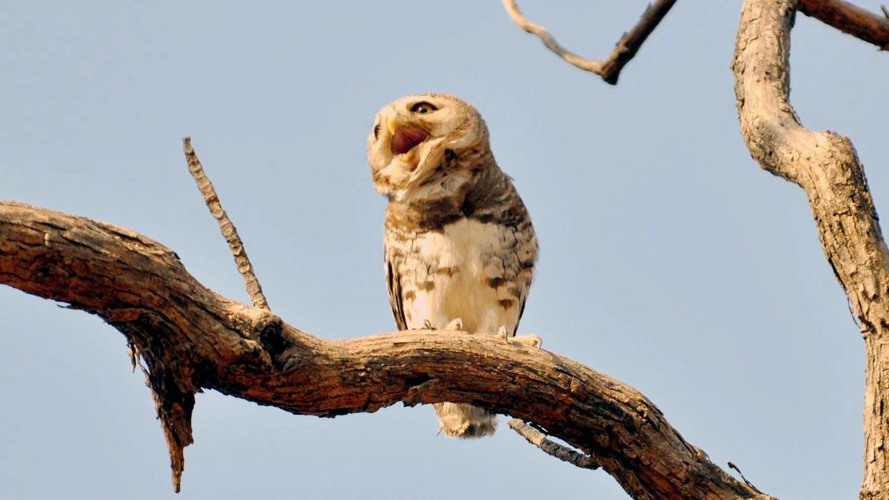 He cares a ‘hoot’