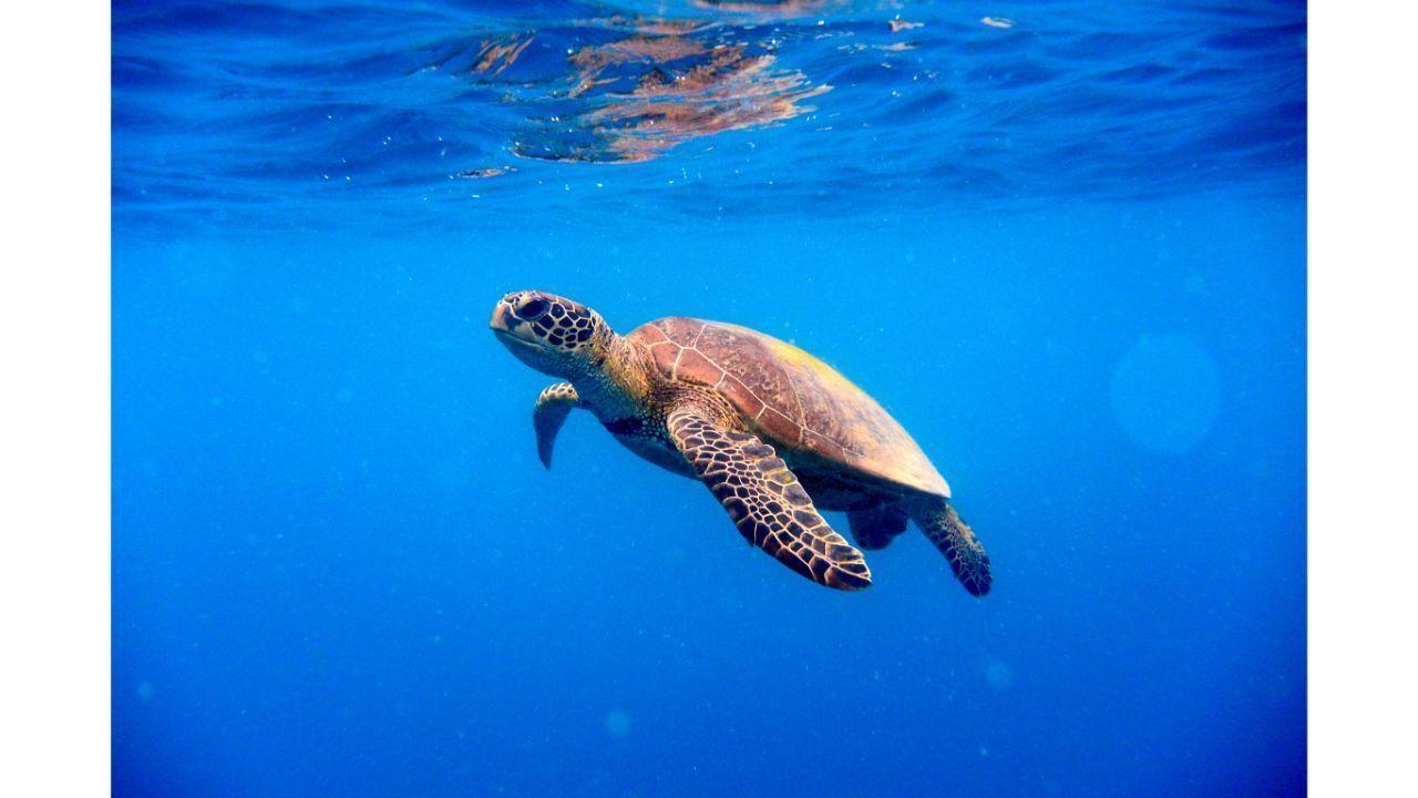 Maharashtra: 63 rescued turtles airlifted from Pune to Assam; to be released into wild