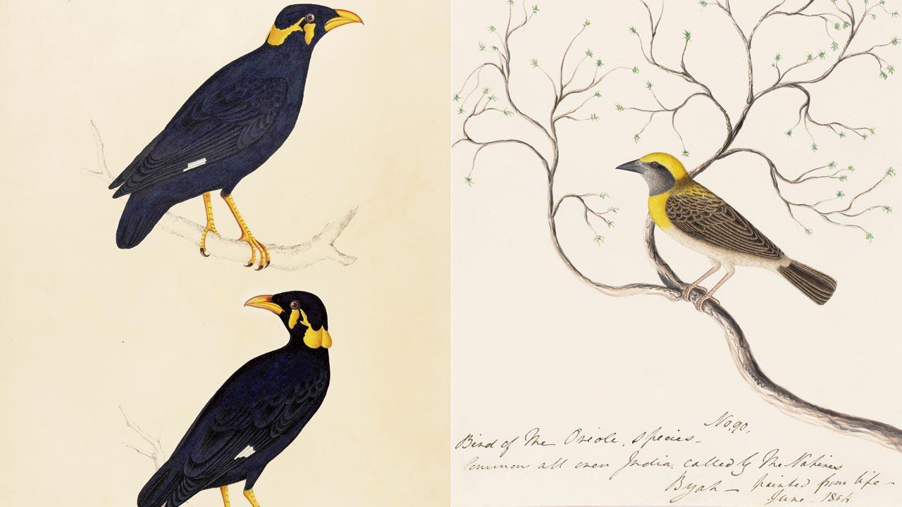 Hill Myna (Gracula religiosa) and Baya Weaver (Ploceus philippinus)