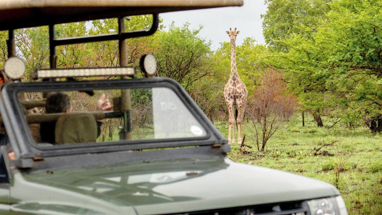 Omicron travel bans strike South Africa’s safari business