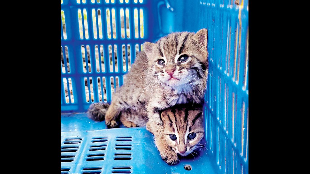 Two 45-day-old rusty-spotted cubs inside the safe box