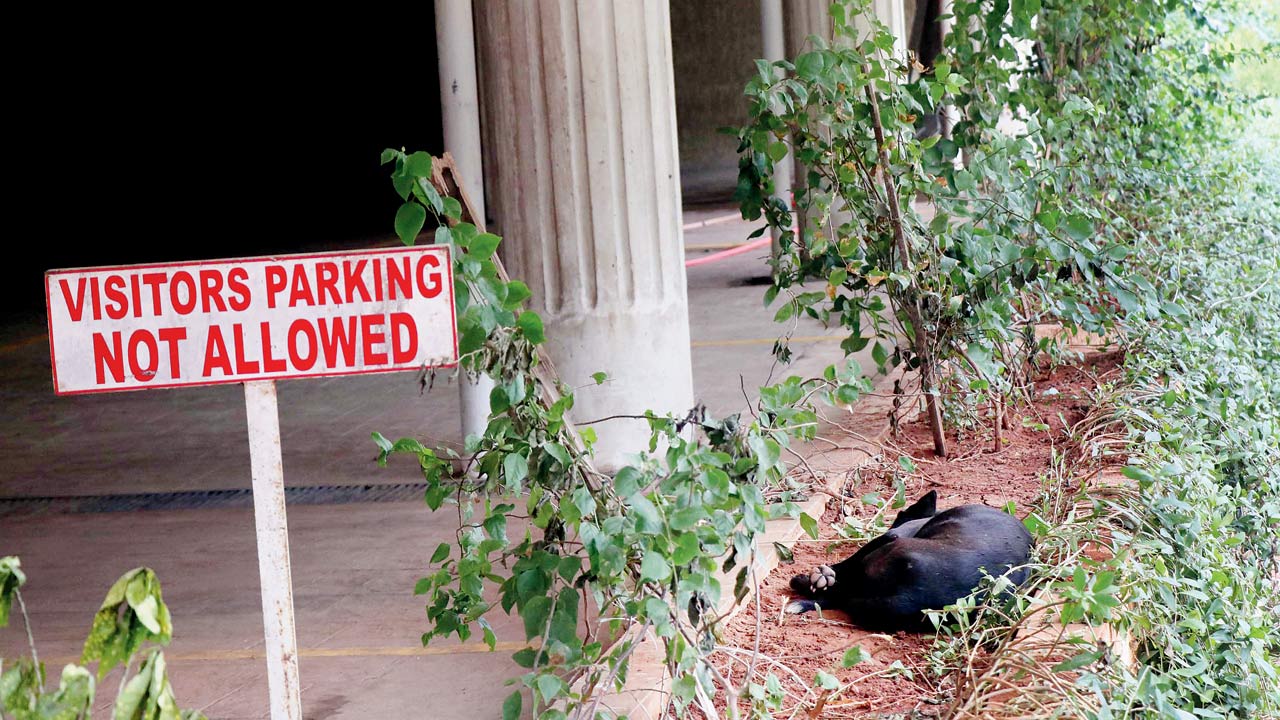 A stray dog inside the society premises