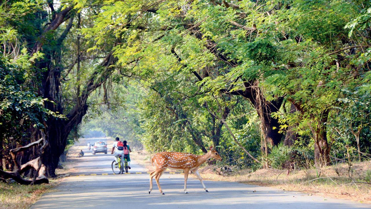 Feeding wild animals at SGNP will now cost you