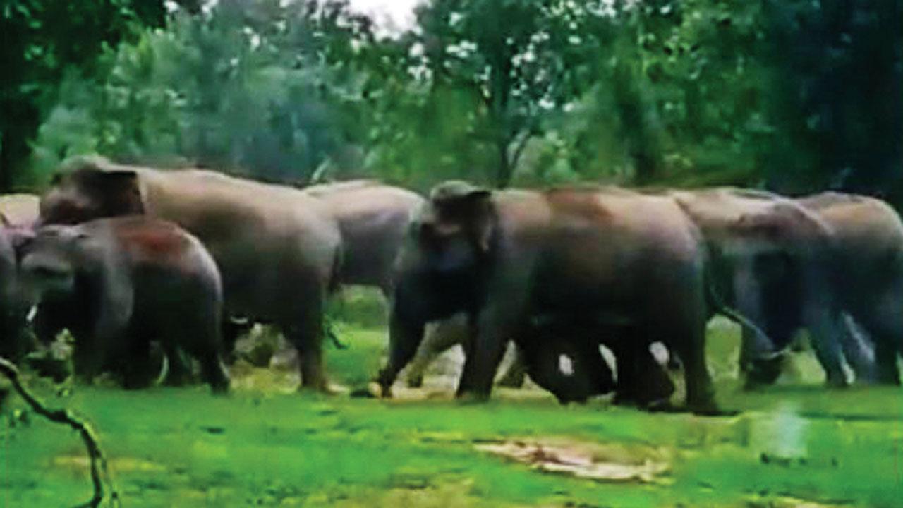 Viral video: Elephants reunite with their caretaker after 14 months