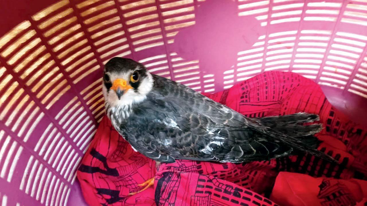 Injured Amur falcon rescued from Worli