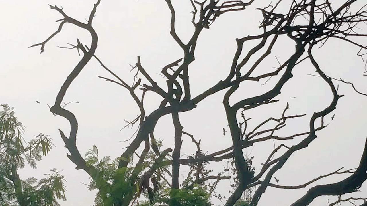  Is someone killing the trees at IIT-Bombay?