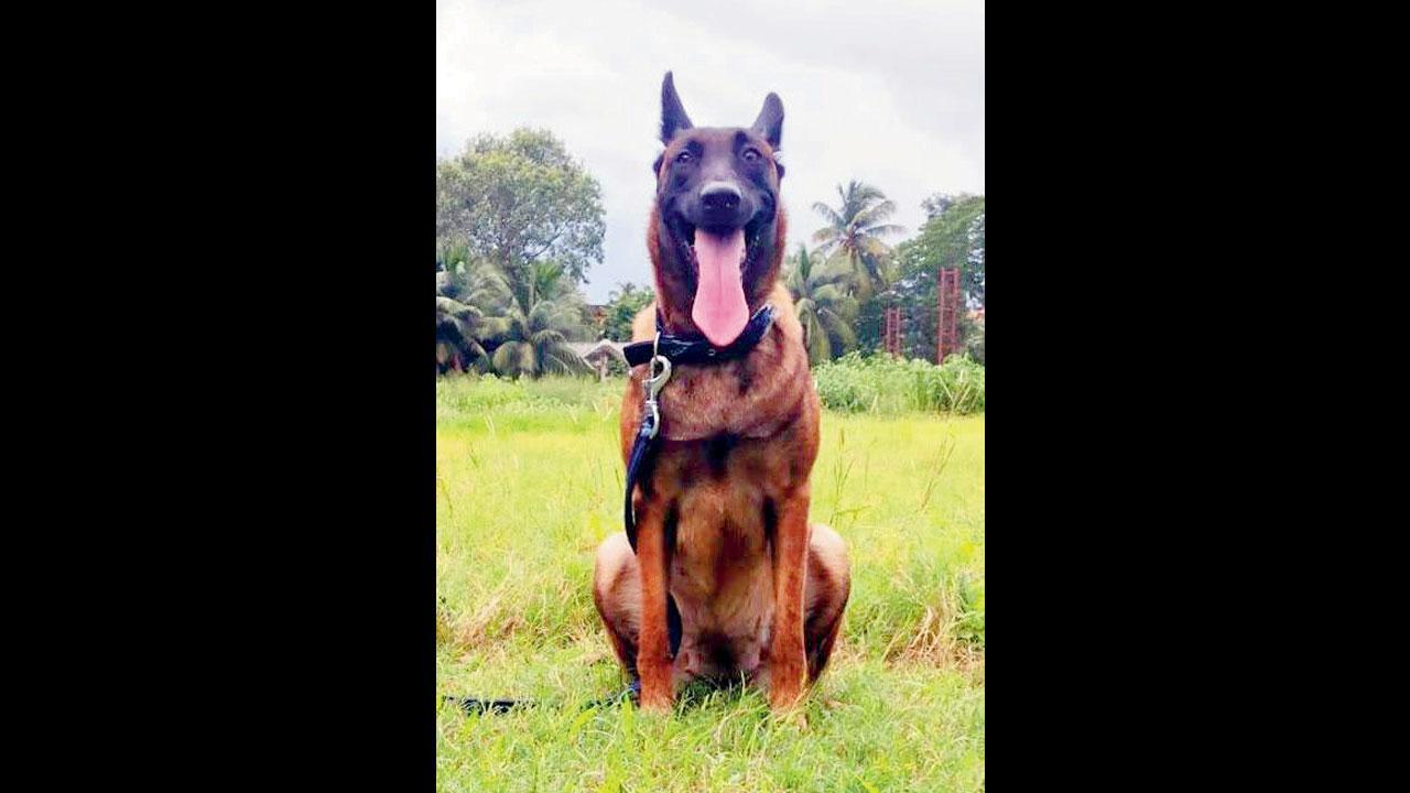 The K9 hero who cracked Dahisar bank robbery case
