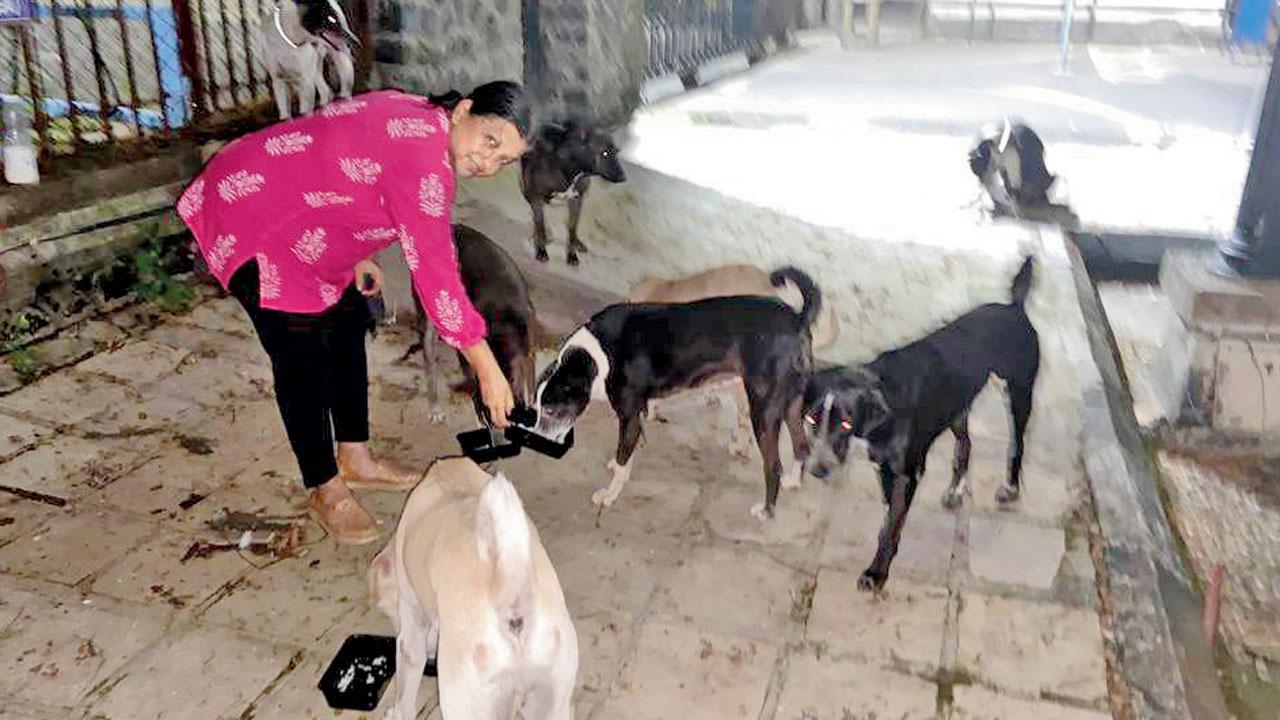 Leela Sharma, another society resident, feeding strays