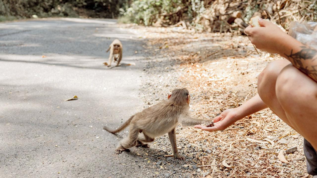 Forest officials warn that feeding of wild animals by visitors is an infringement of the Wildlife (Protection) Act