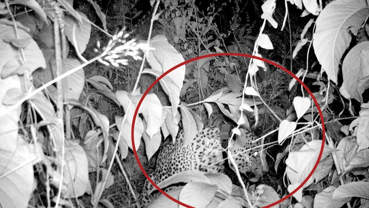 Migrant leopard starts preying on Ulhasnagar cattle