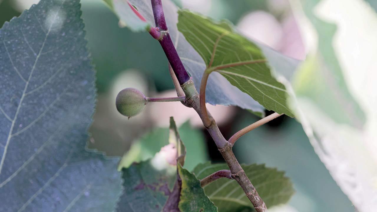 Pain reliever growing on trees