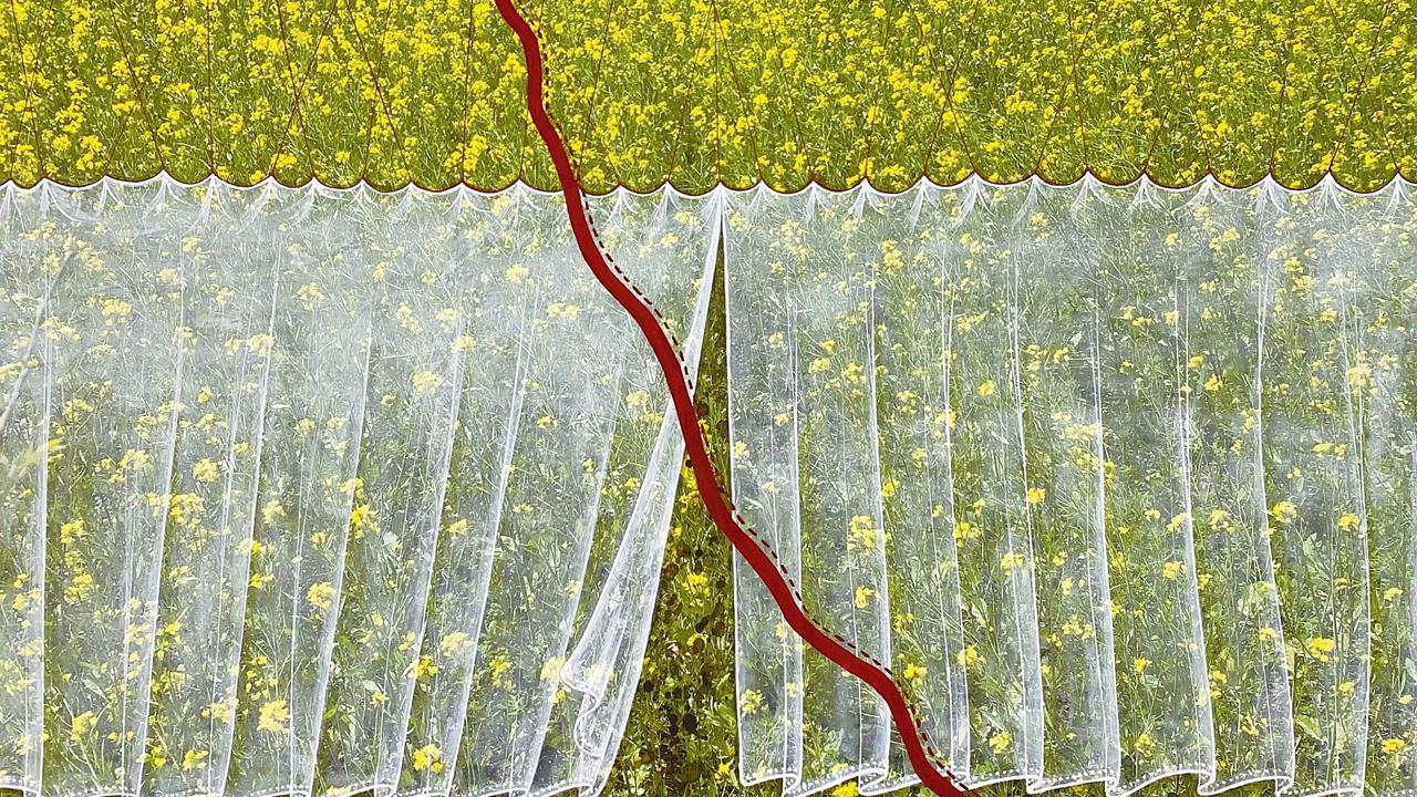 A photograph of a mustard field on the border of Punjab, painted on with dry pigment colour by Waseem, to show a translucent curtain, with a line running past it. The image was part of the recent exhibition, Till Death Do Us Part, at the Sanat Initiative in Karachi