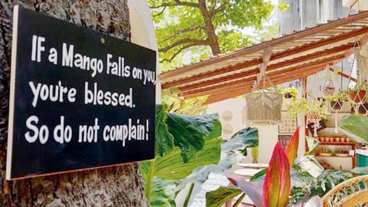 The space has an al fresco section with a board that reads: If a mango falls on you, you’re blessed. So do not complain
