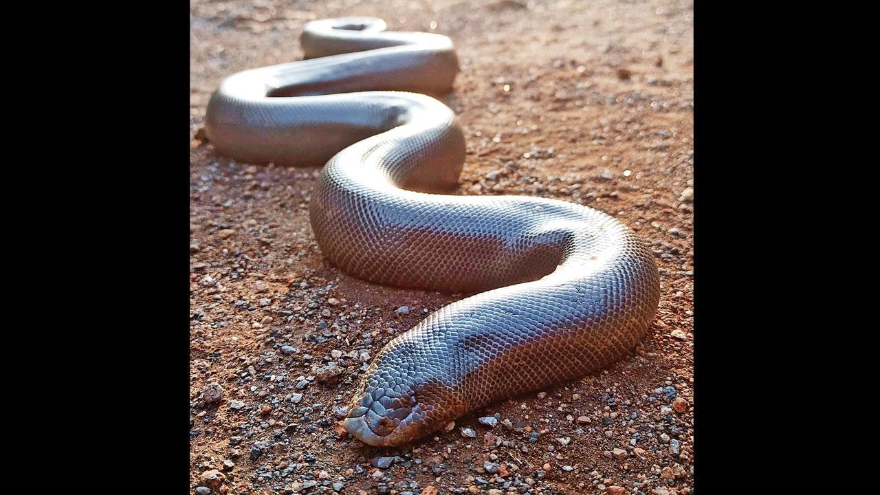 Why are smugglers eyeing the sand boa?