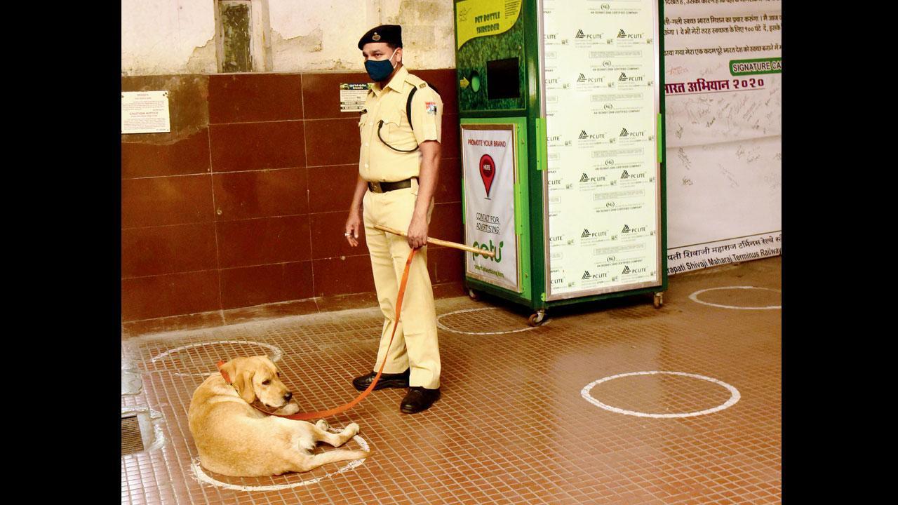 Sniffer dogs to be used to check for smuggled drugs in Maharashtra jails
