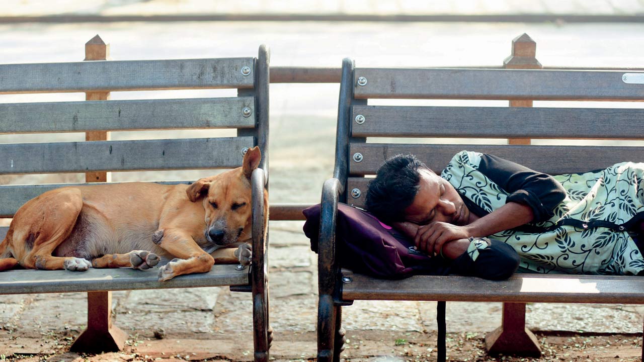 Feeding strays has often led to confrontations between feeders and housing societies