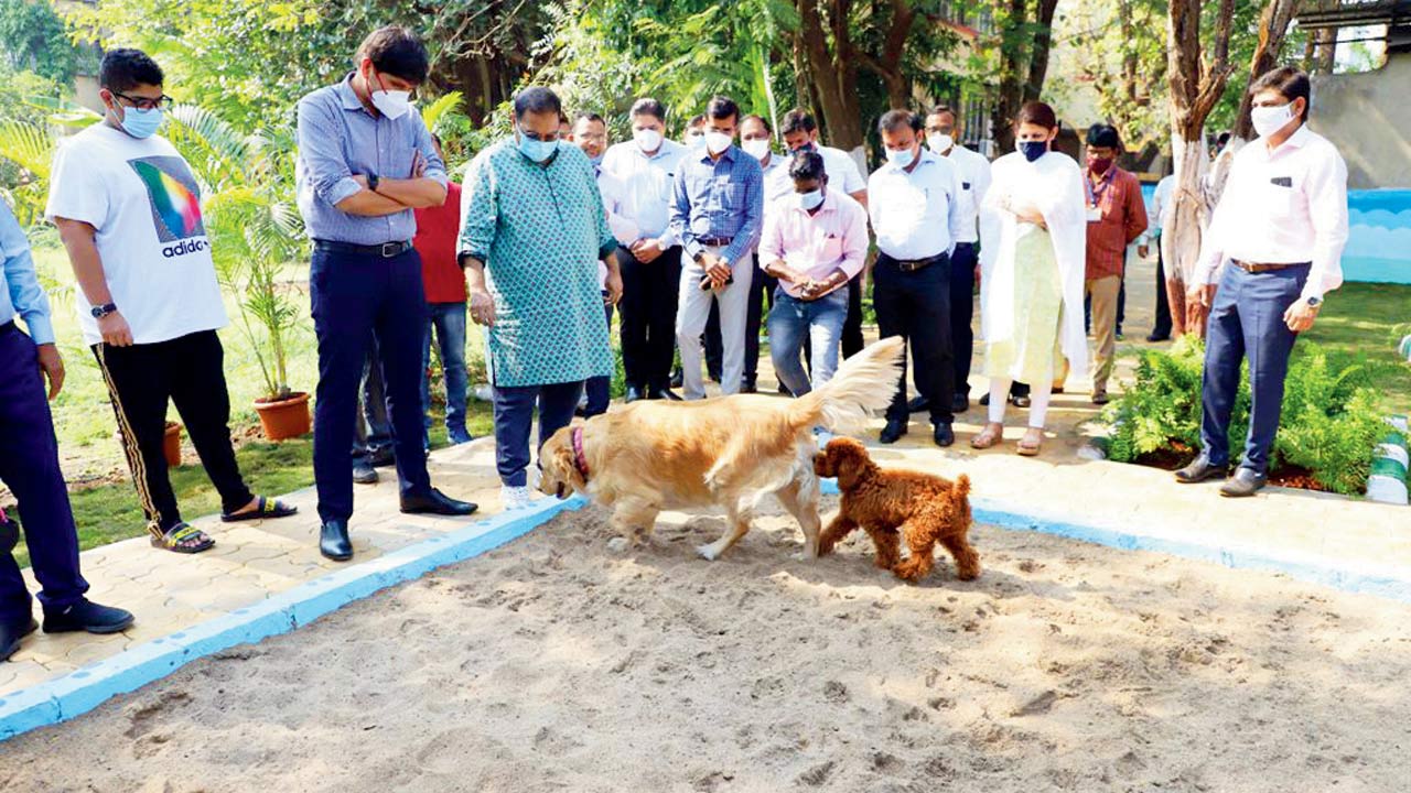 NMMC has set up pet corners in 18 gardens where pets can poop and their owners can collect the same and drop it in the bin