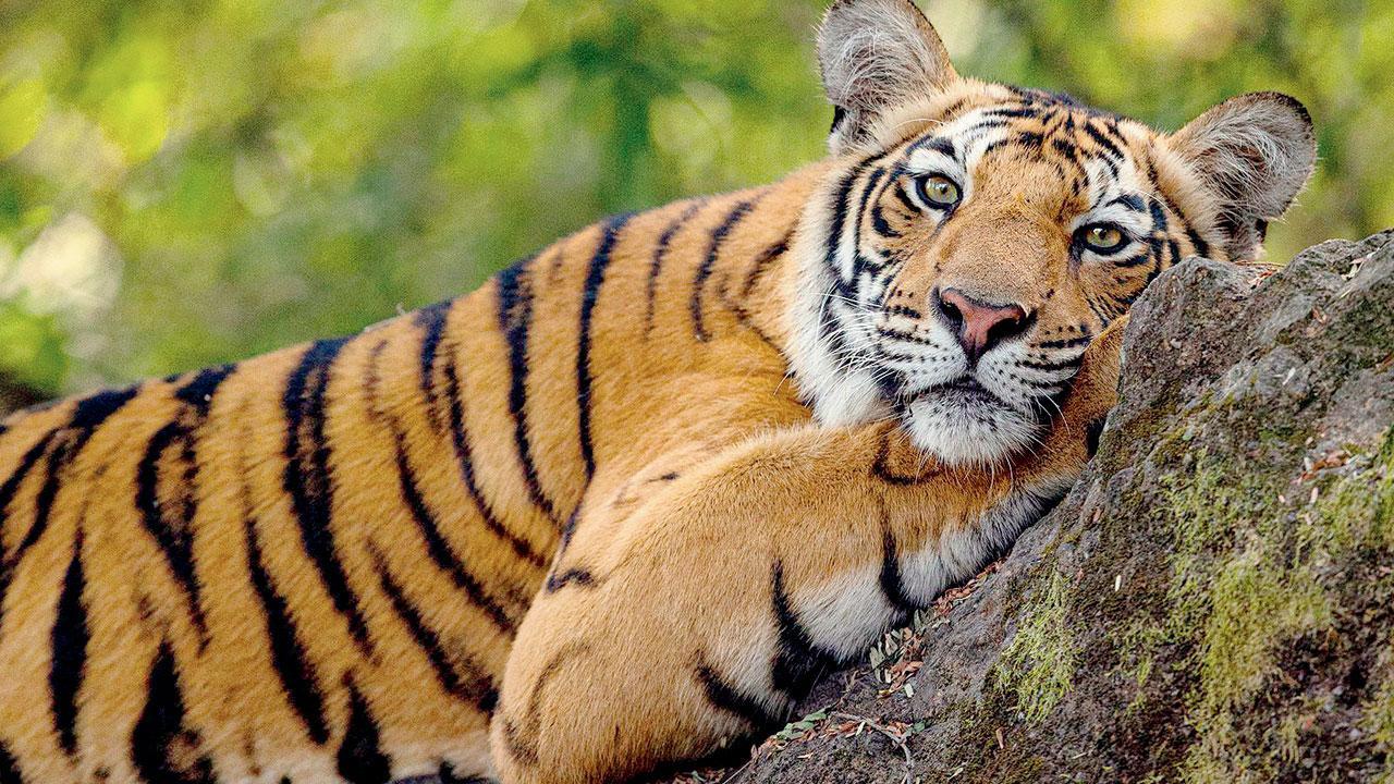 Sher aur shayari