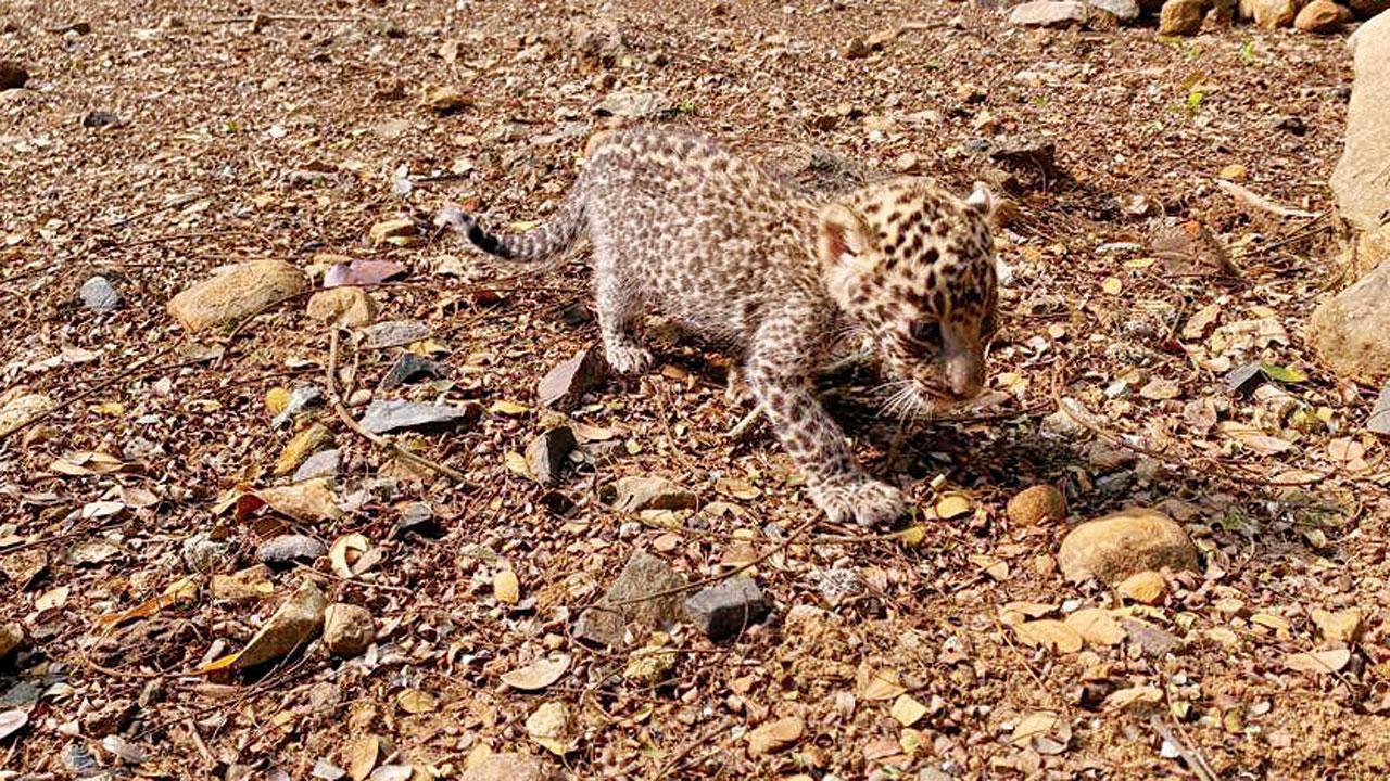 Sanjay Gandhi National Park now home to two cubs