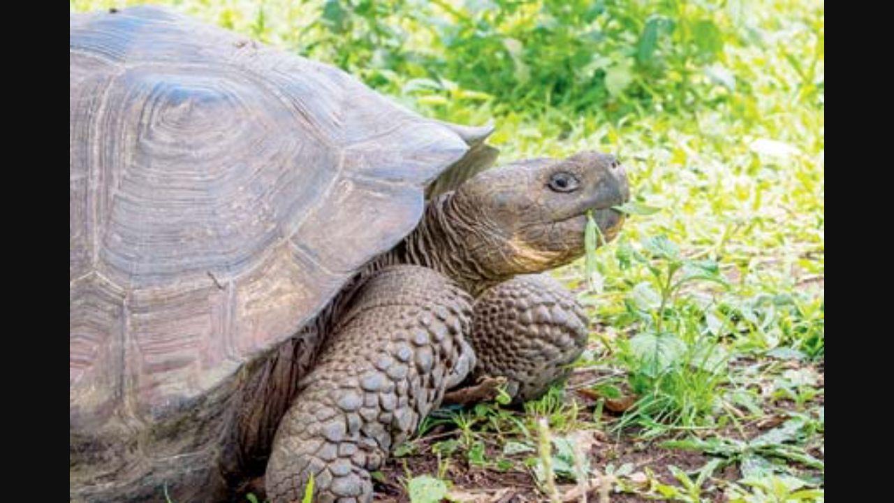 Watch video: Buffalo flips tortoise upside down by using its horn