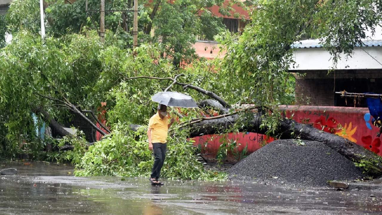 Two ambulances damaged in tree collapse after heavy rain in Thane; none hurt