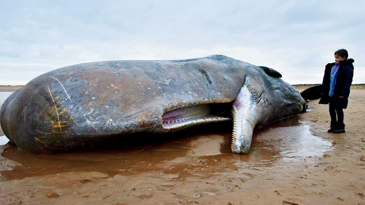 A little girl poses for a photograph next to a Sperm Whale, which died after becoming stranded on a beach in London. The now dying Sperm Whale species consumes cephalods like squid and cuttle fish in large quanities. The indigestible portions are usually ejected from the body as intestinal slurry. Ranging from white to black, it’s the lightest shade of ambergris that sells for the highest amount
