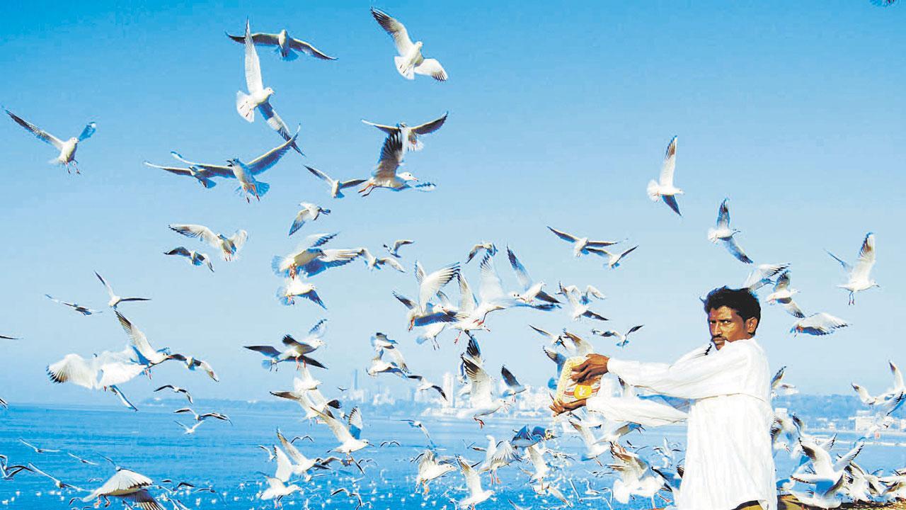 Forest Dept to deploy guards at Marine Drive, Gateway of India to stop people from feeding farsan to seagulls