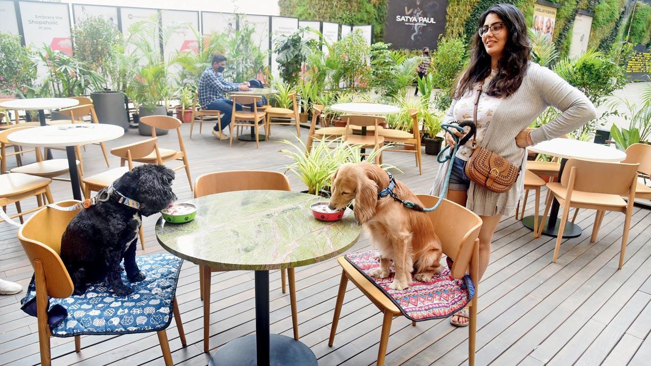 Discover The Best Dog Friendly Cafe Near You Hello Kids Fun