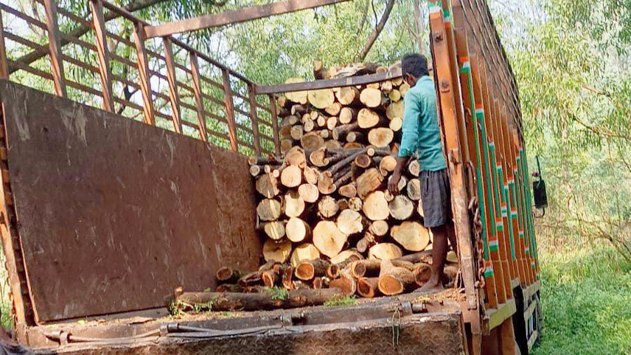 Green massacre in Aarey Colony, say nature lovers