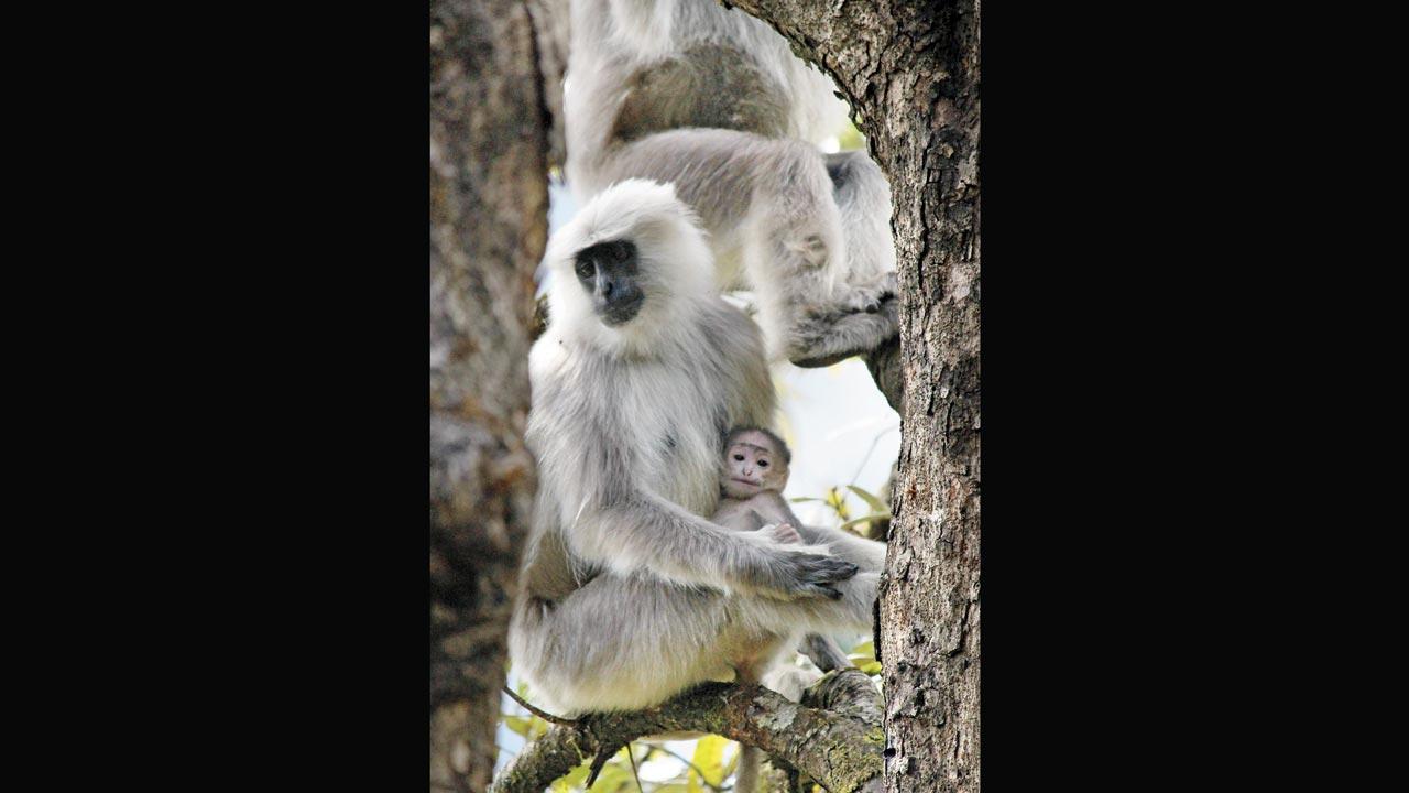 A Himalayan langur with an infant. Foster parenting is common among monkeys. When a female monkey loses an infant, she takes away the infant of another female and carries it for some time