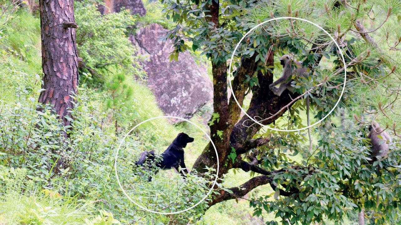 A dog waits for a monkey to descend from the tree in Mandal Valley, Uttarakhand
